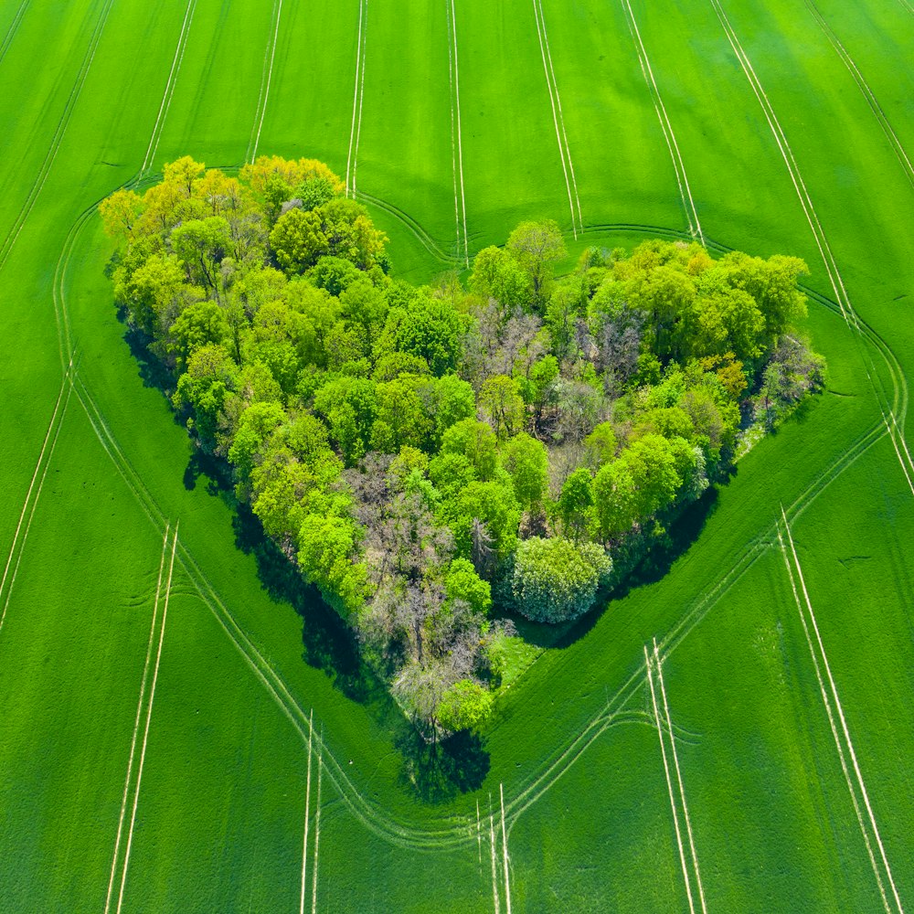 a heart shaped tree in a green field
