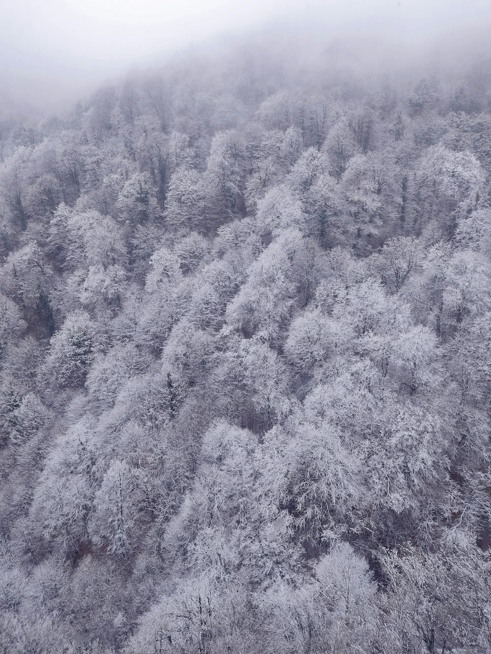 a forest covered in lots of trees covered in snow