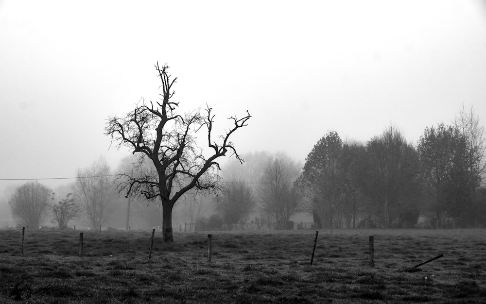 Una foto en blanco y negro de un árbol en un campo