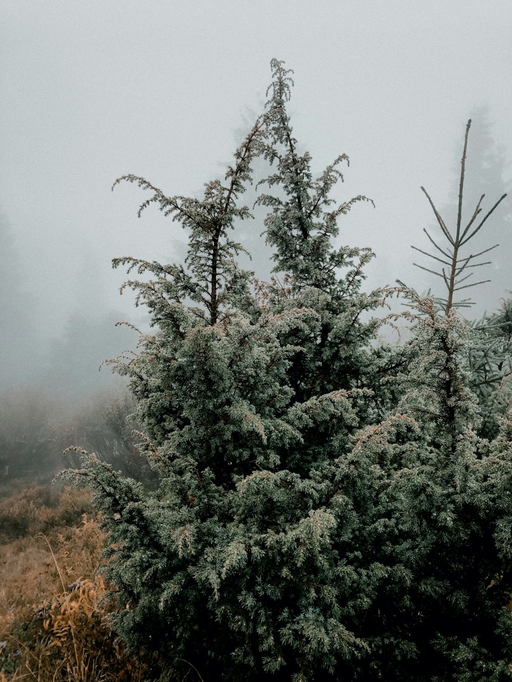 a lone pine tree in a foggy field