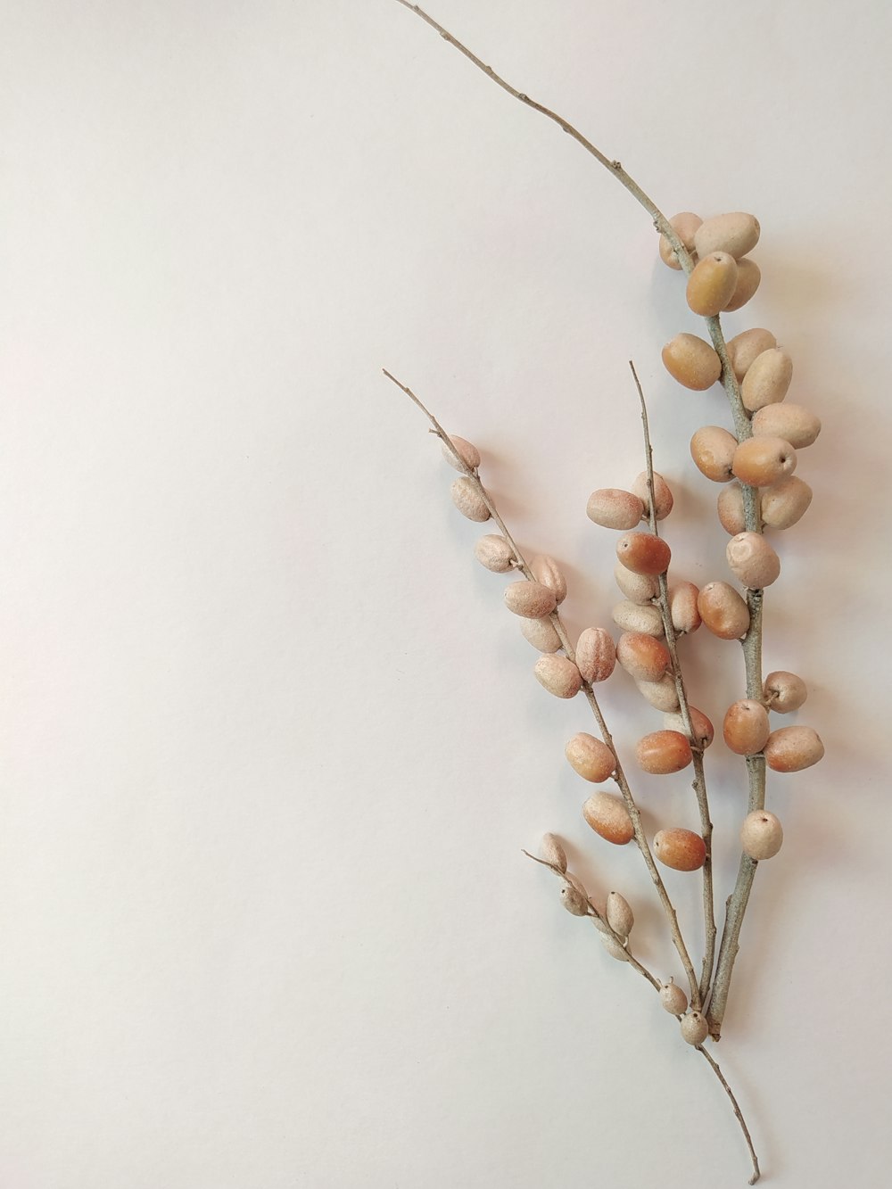 a bunch of dry flowers sitting on top of a table