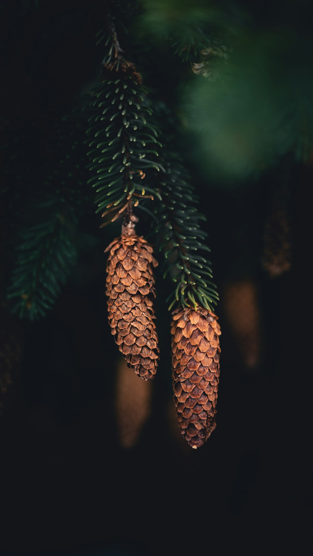 two pine cones hanging from a tree branch