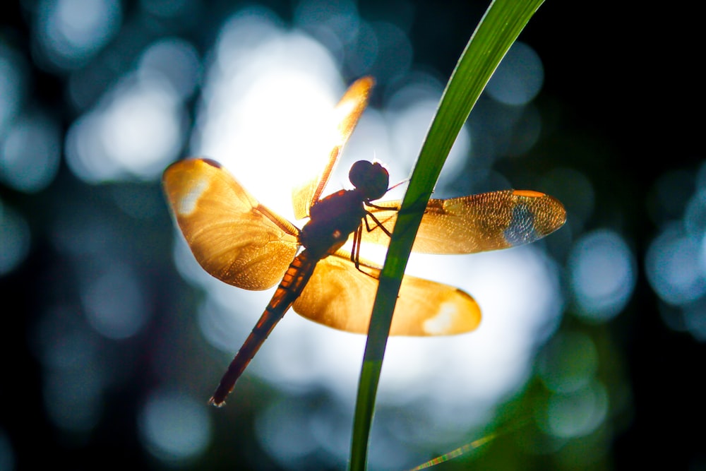 a yellow dragonfly sitting on top of a green plant