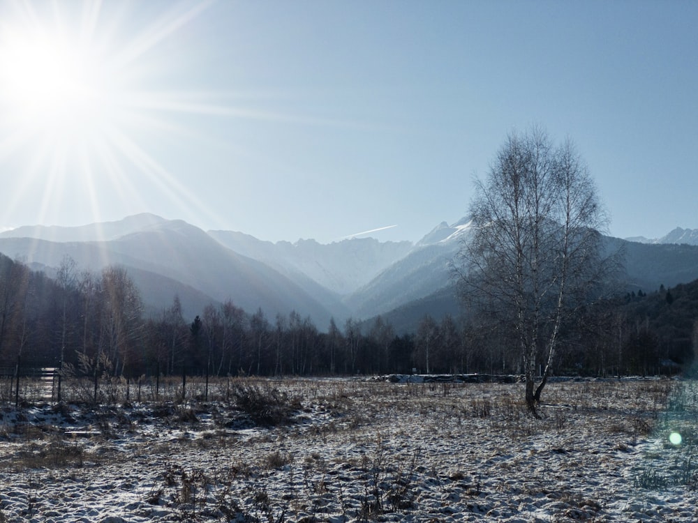 the sun shines brightly over a snowy field