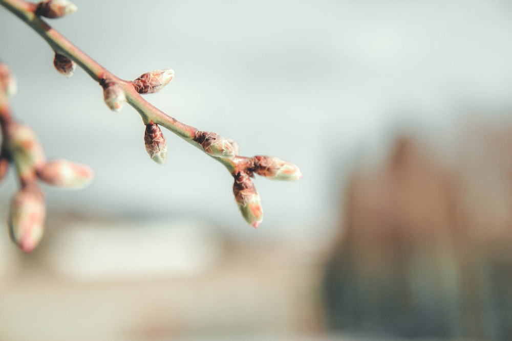 a close up of a tree branch with buds