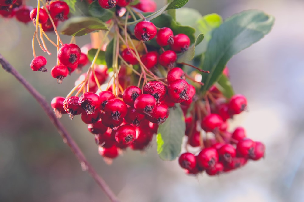 a bunch of red berries hanging from a tree