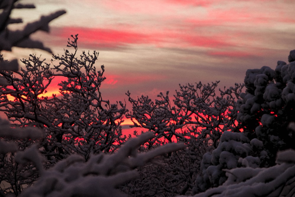 the sun is setting behind the trees covered in snow