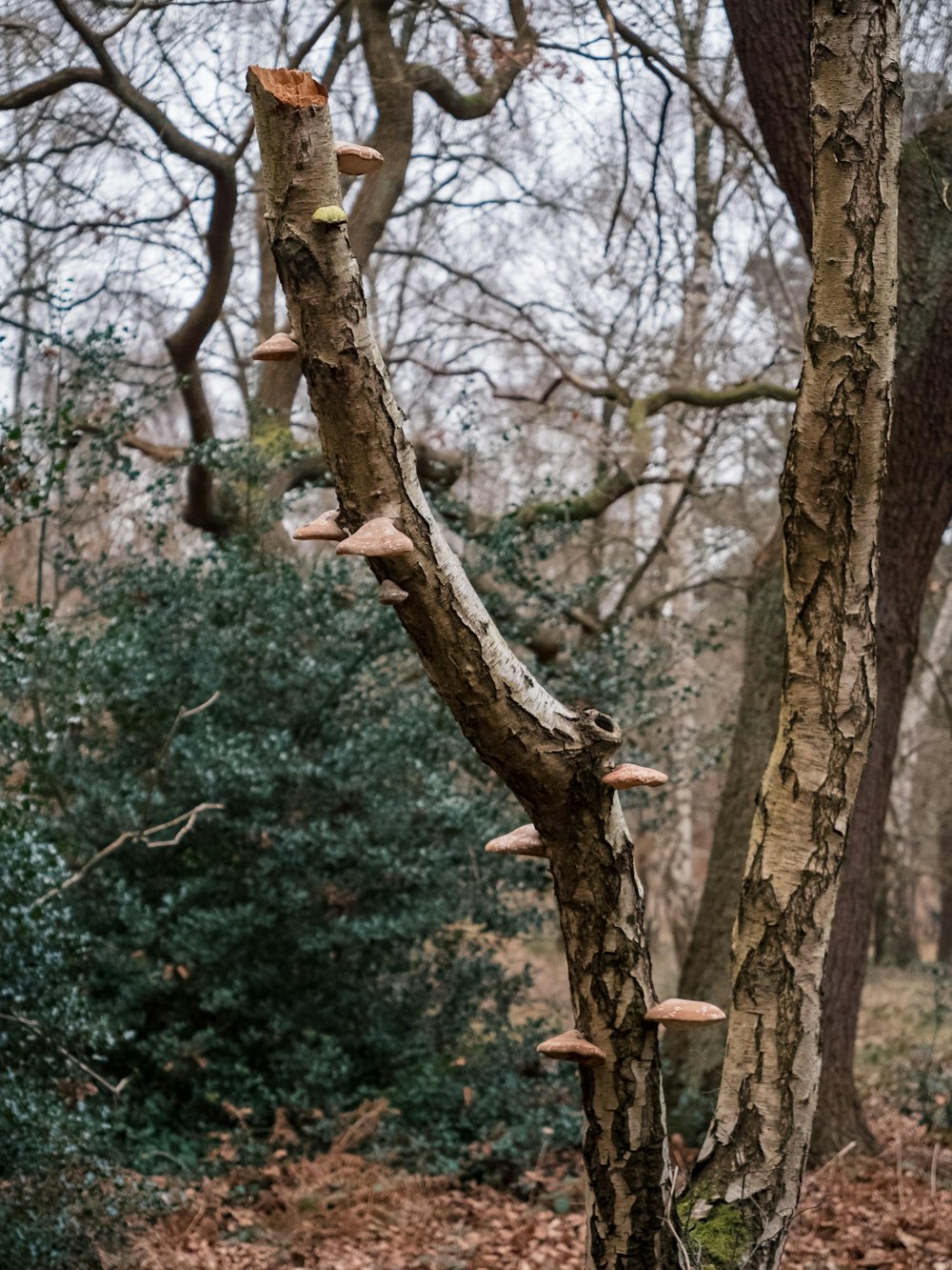 Eine Gruppe von Pilzen, die auf einem Baum wachsen