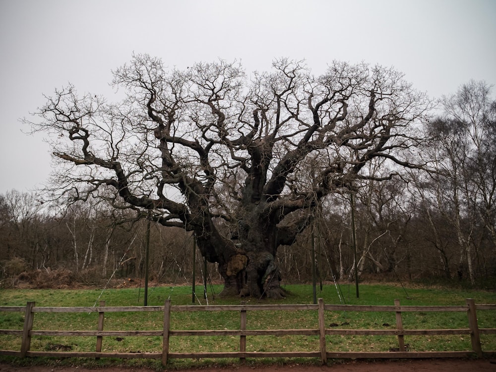 a large tree in the middle of a field
