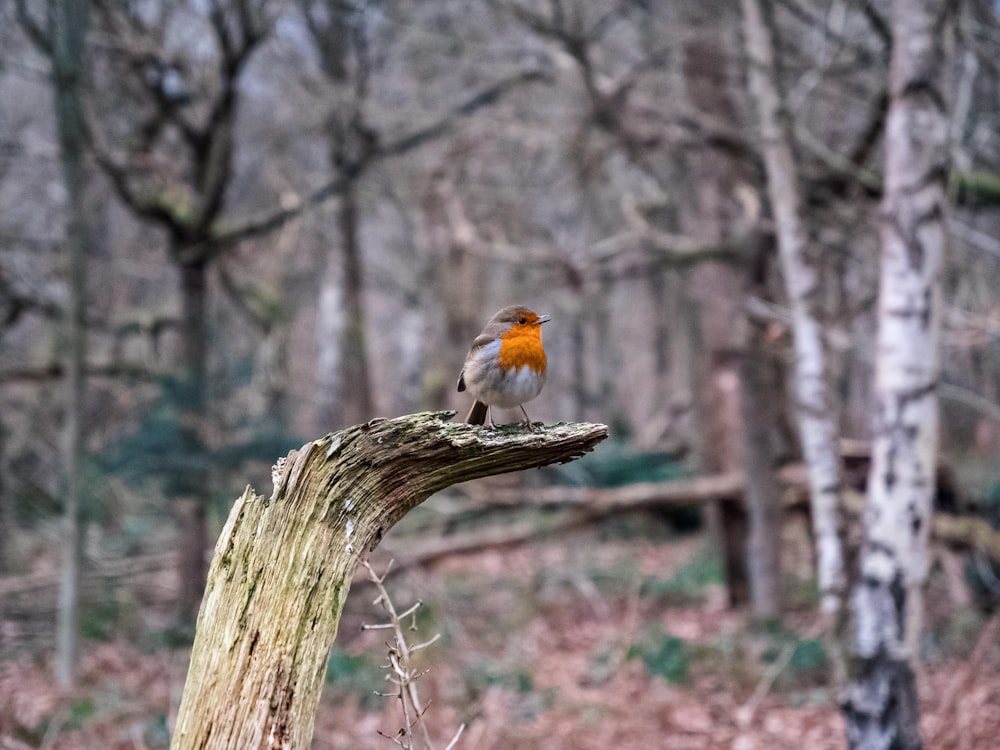 a bird sitting on a tree stump in the woods