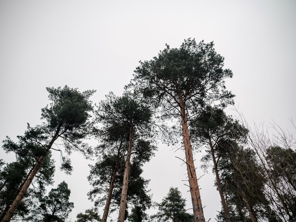 a group of tall trees standing next to each other