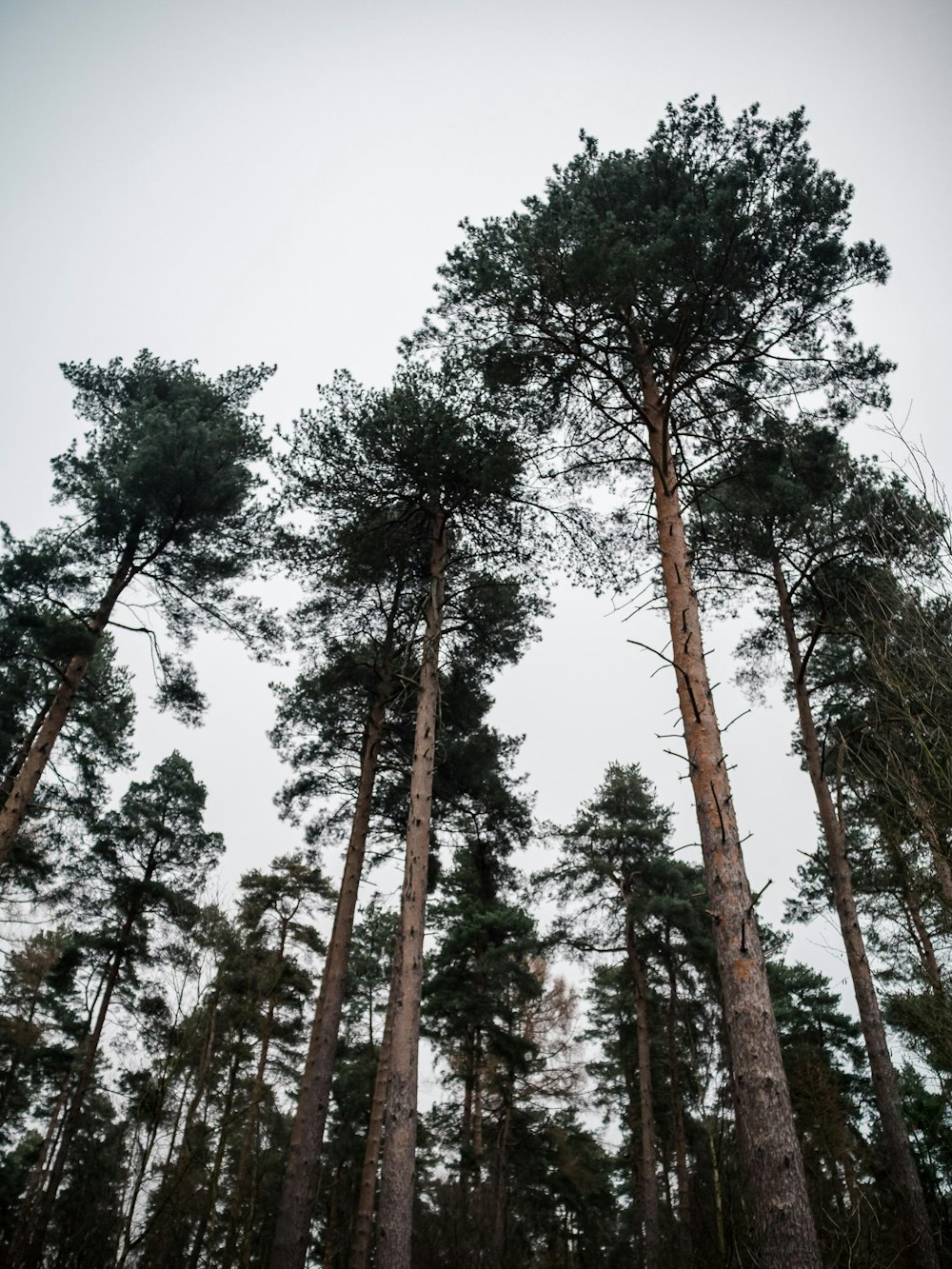 un gruppo di alberi ad alto fusto in piedi uno accanto all'altro