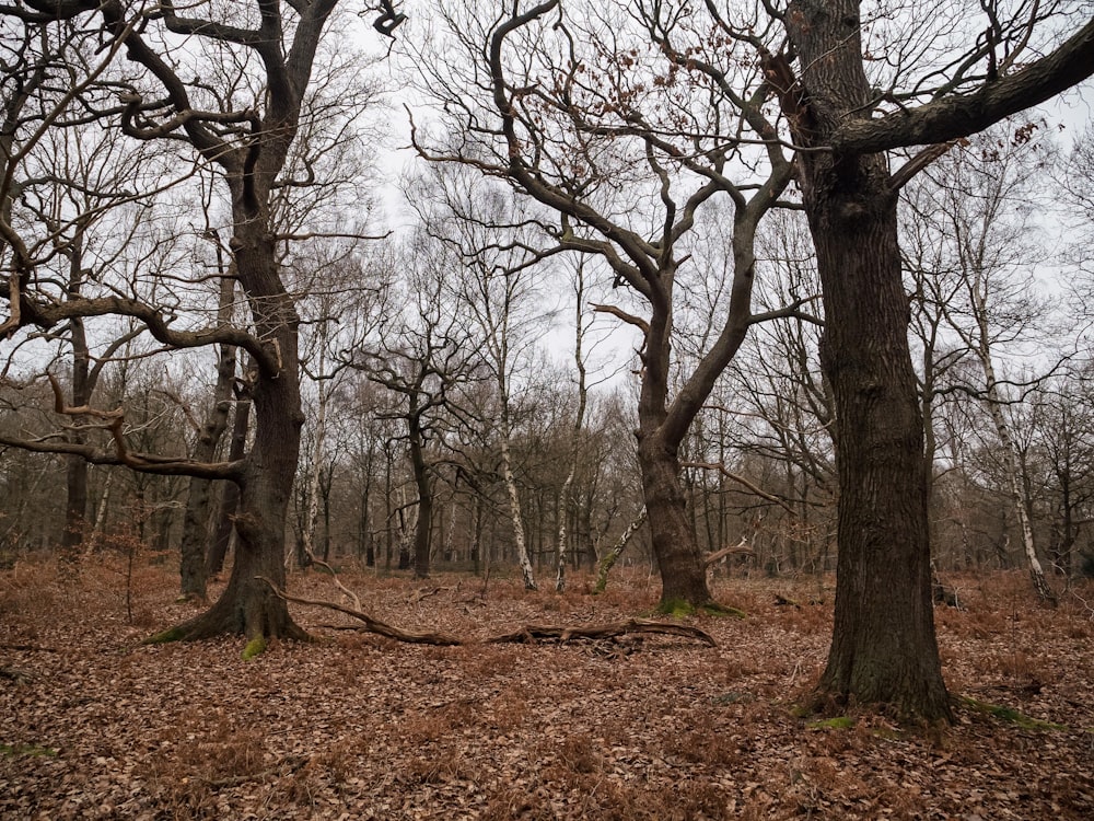 a group of trees in the middle of a forest