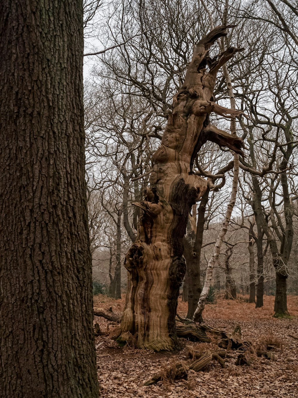 a tree that is standing in the dirt