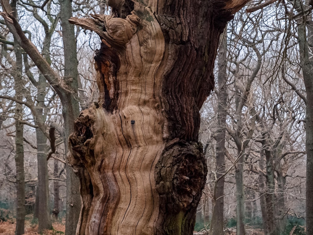 Un très vieil arbre au milieu d’une forêt
