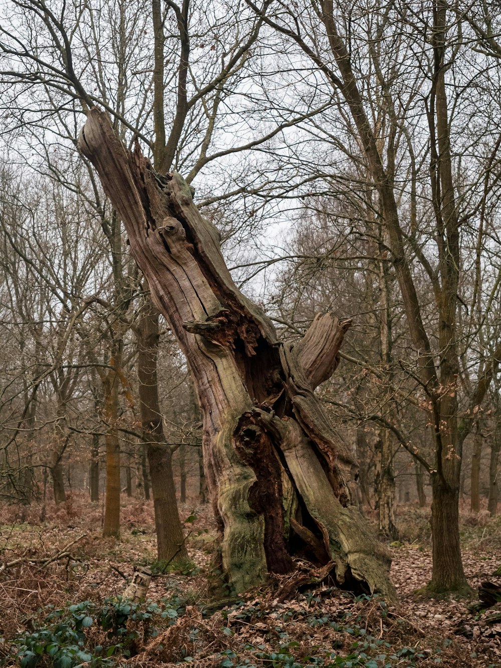 a tree stump in the middle of a forest