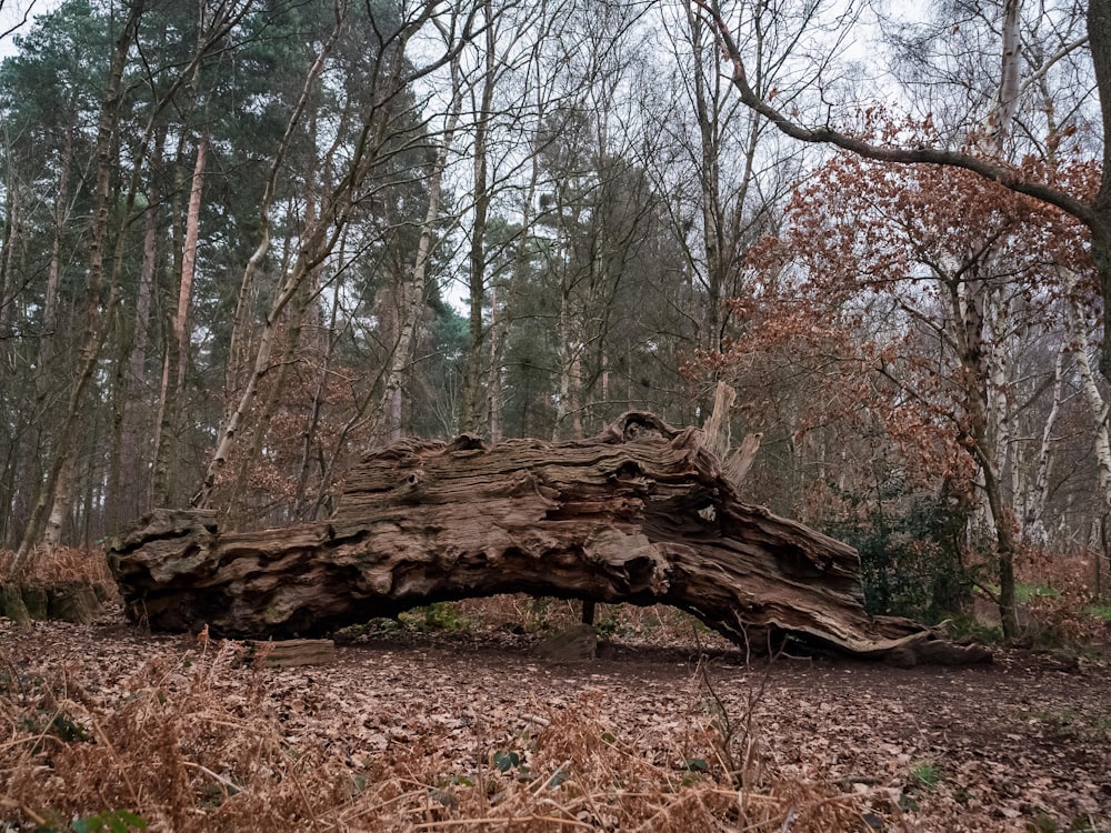 a fallen tree in the middle of a forest