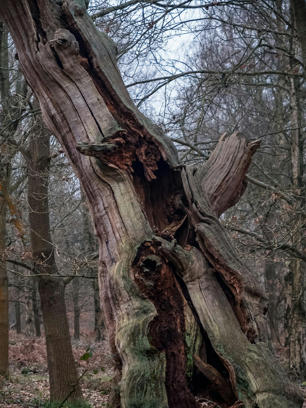 a very old tree in the middle of a forest