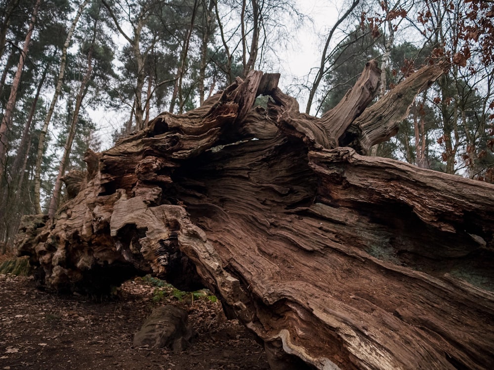 a very large tree that is in the woods