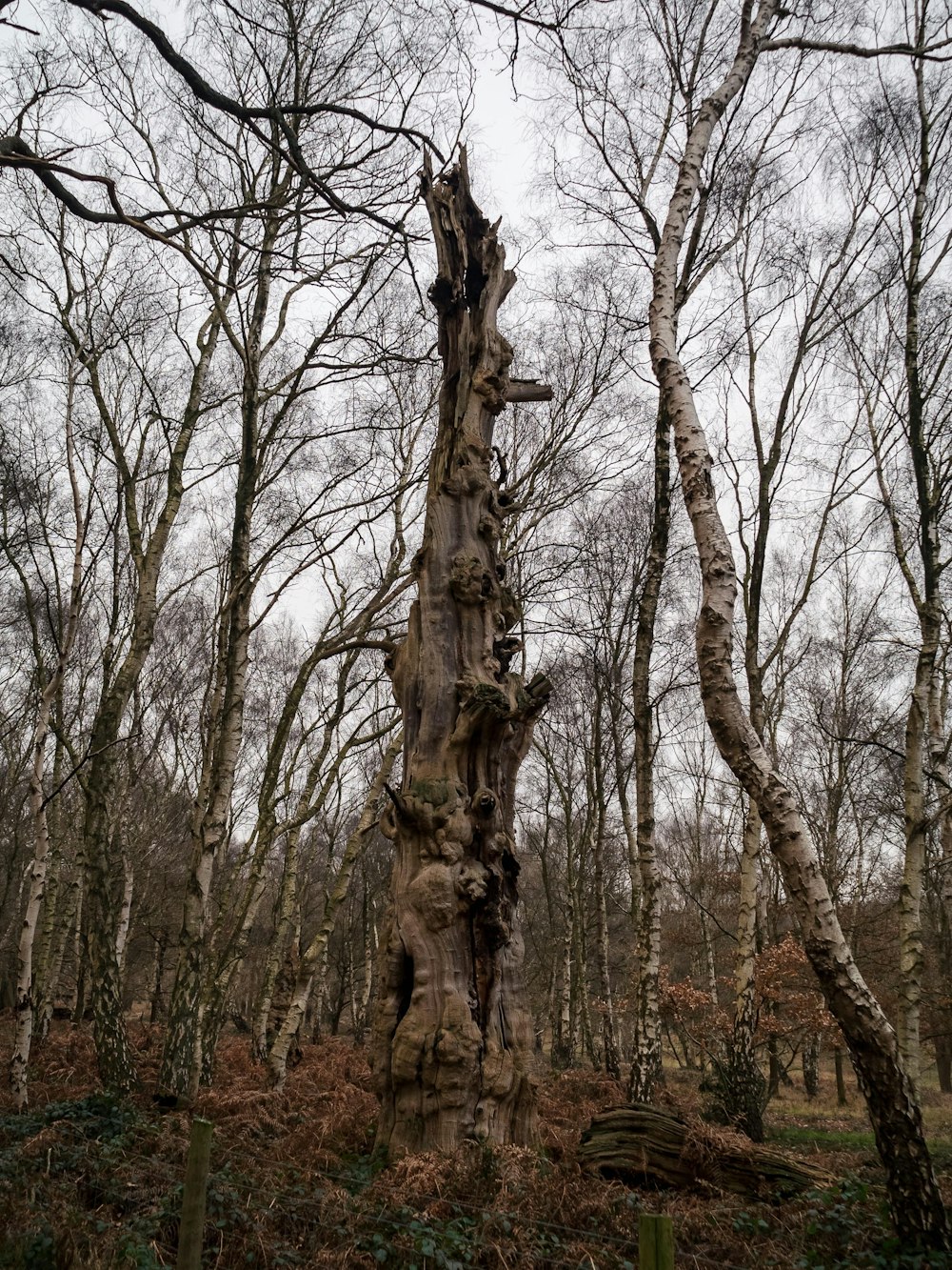 uma árvore muito velha no meio de uma floresta