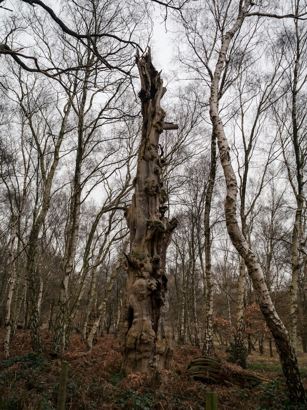 Un árbol muy viejo en medio de un bosque