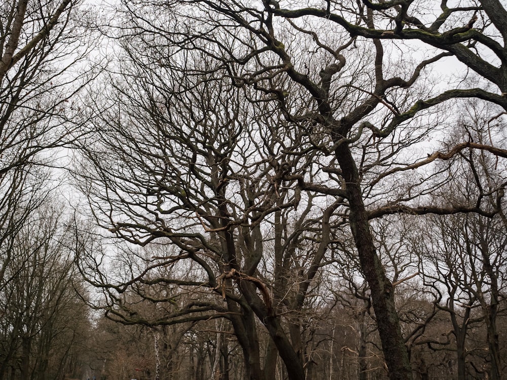 a group of trees with no leaves on them