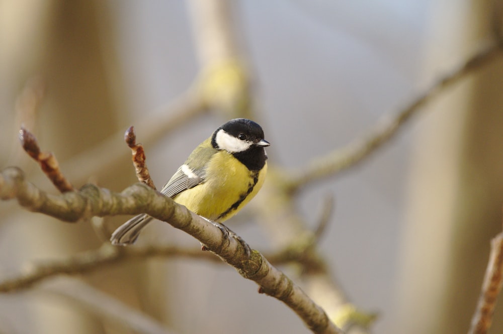 a yellow and black bird sitting on a tree branch