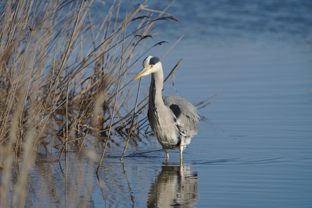 a bird standing in a body of water