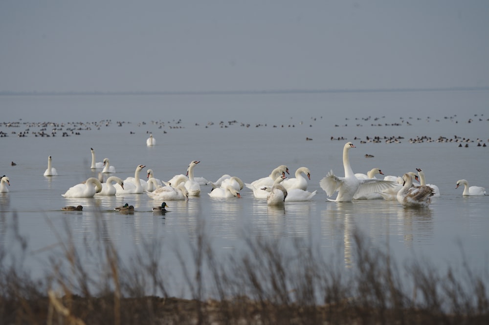 a flock of swans swimming on top of a lake