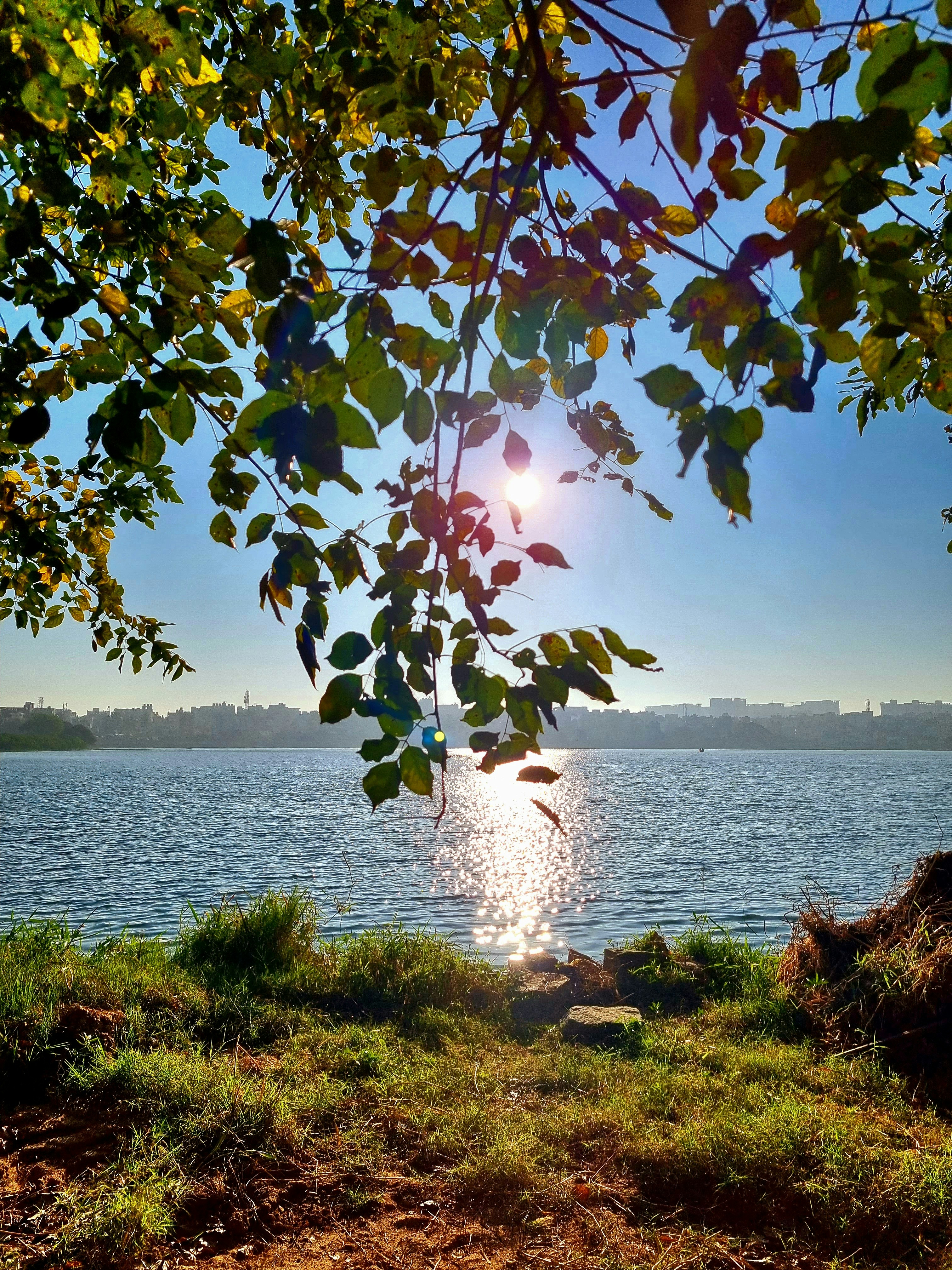 the sun shines brightly through the leaves of a tree