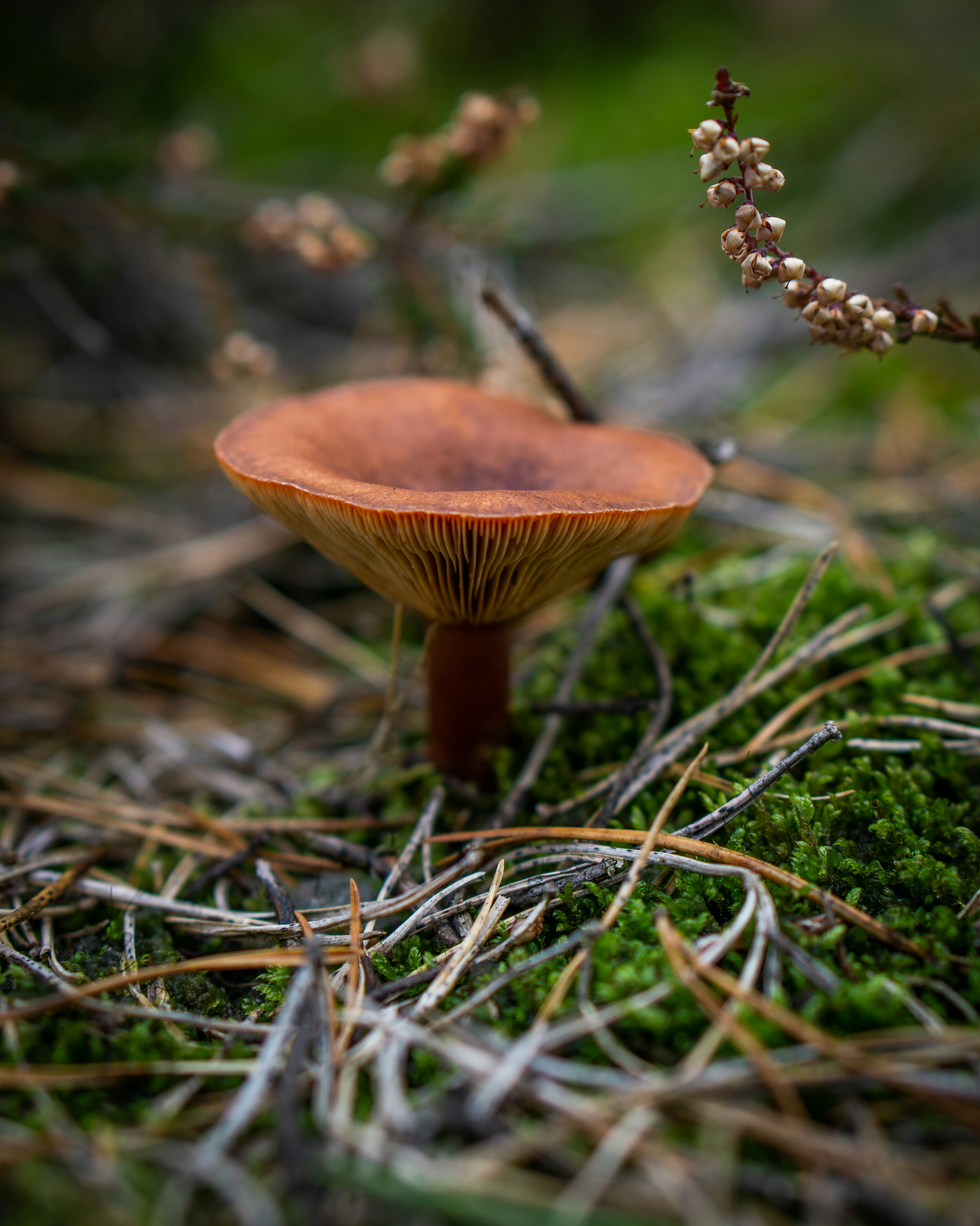 Photo by nikileander