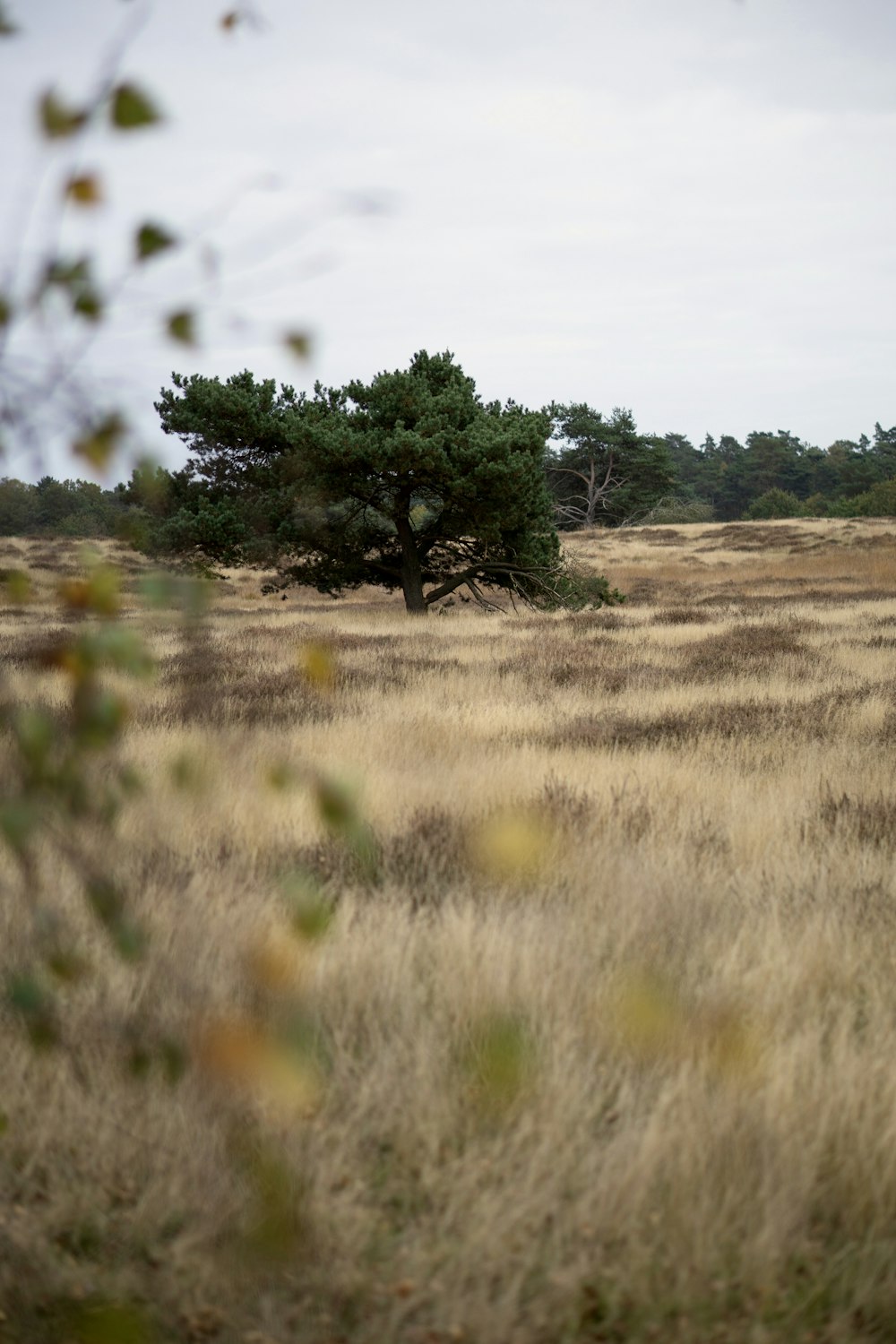 a lone tree in the middle of a field