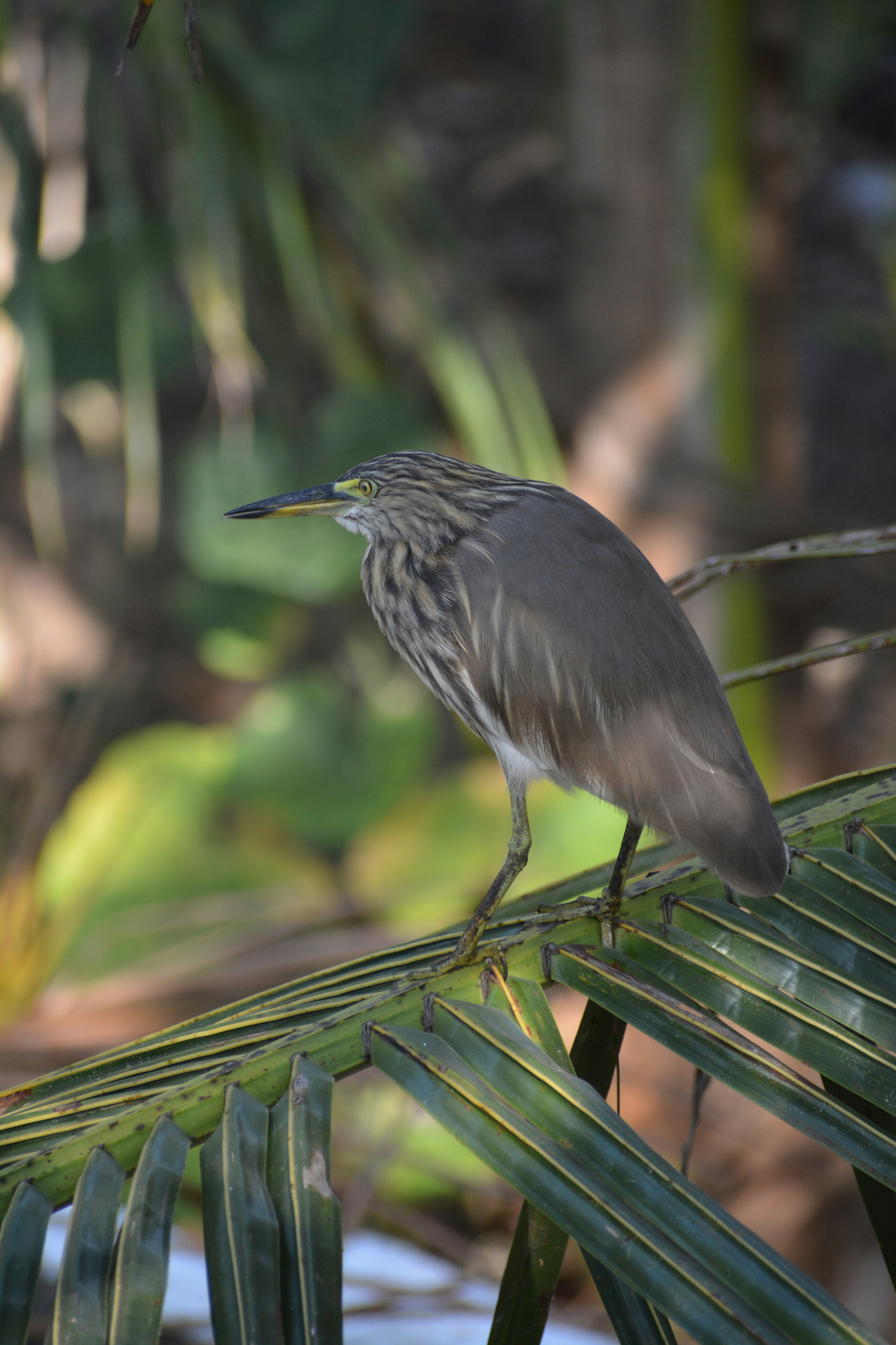 Photo by aviguru