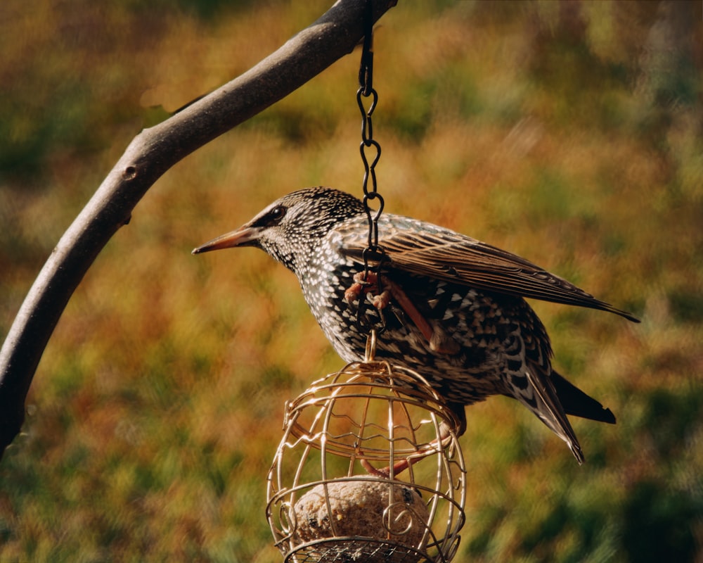 a bird that is sitting on a bird feeder