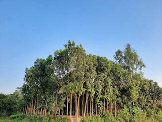 a group of trees in the middle of a field