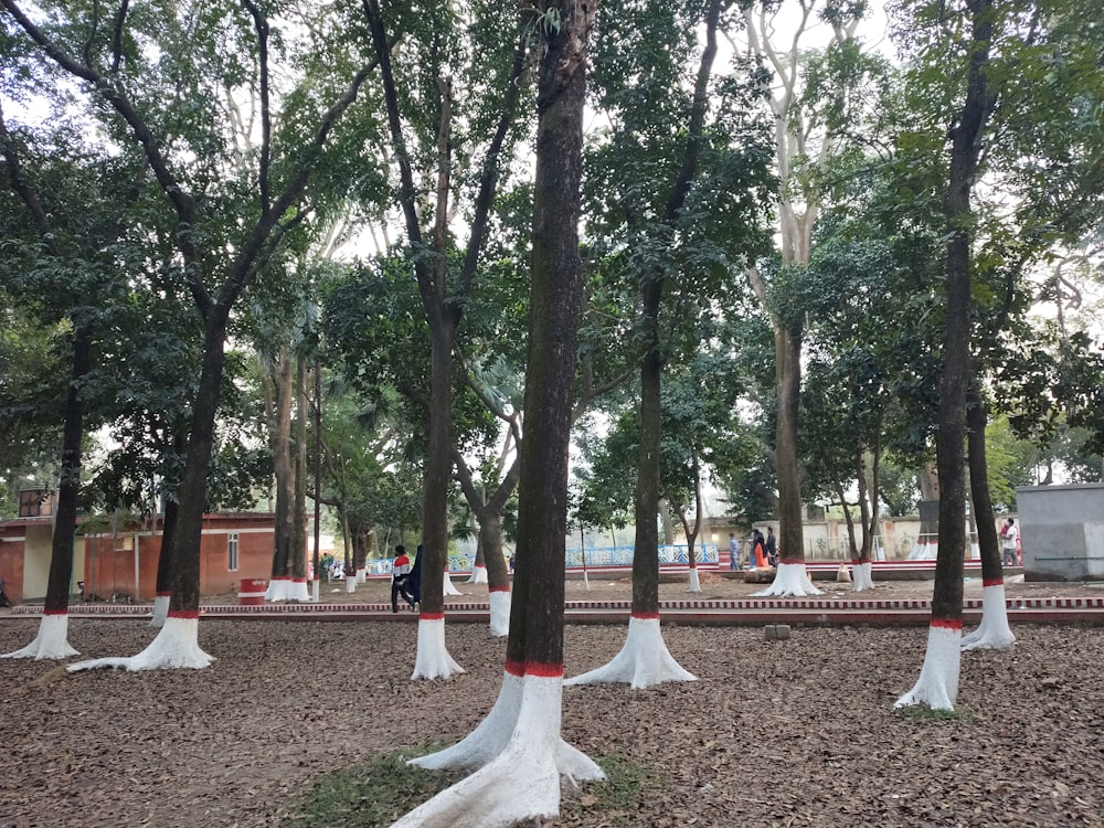 a group of trees that are standing in the dirt