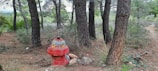 In a forest setting, a red fire hydrant stands amid tall trees with brown, rough bark. The hydrant is old and has graffiti painted on it in bright colors. The ground is covered with dry pine needles and scattered rocks. The surrounding forest is lush and green, suggesting a serene, natural environment.