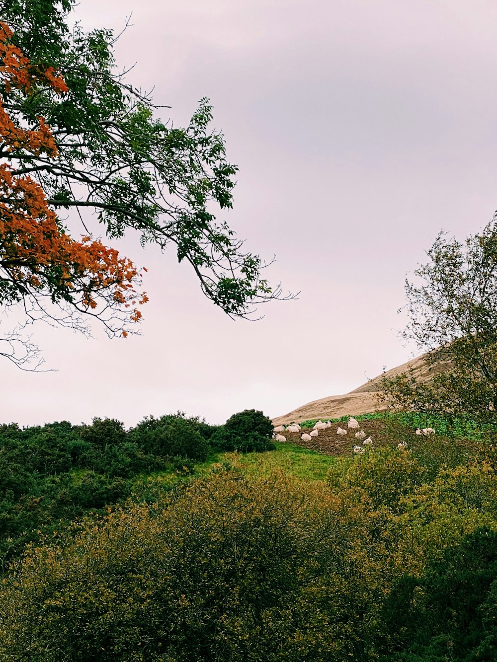 a herd of sheep standing on top of a lush green hillside