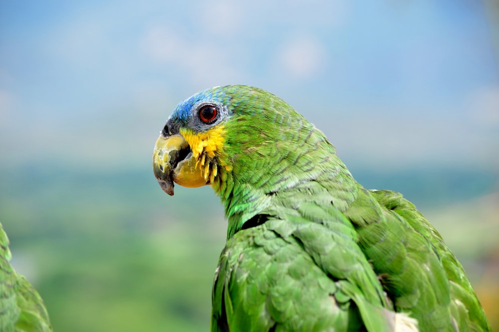 Un primo piano di un pappagallo verde e giallo