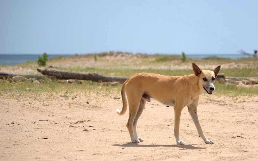 a brown dog standing on top of a sandy beach