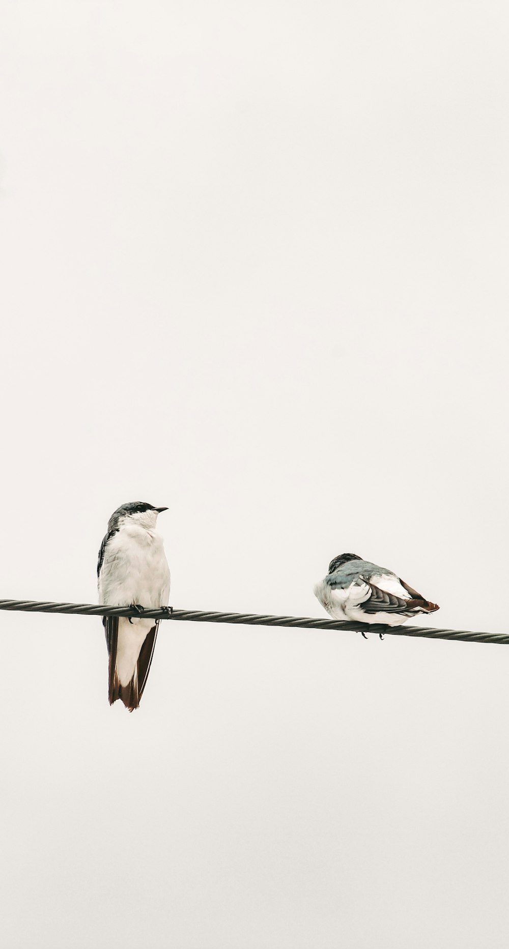 two birds are sitting on a power line