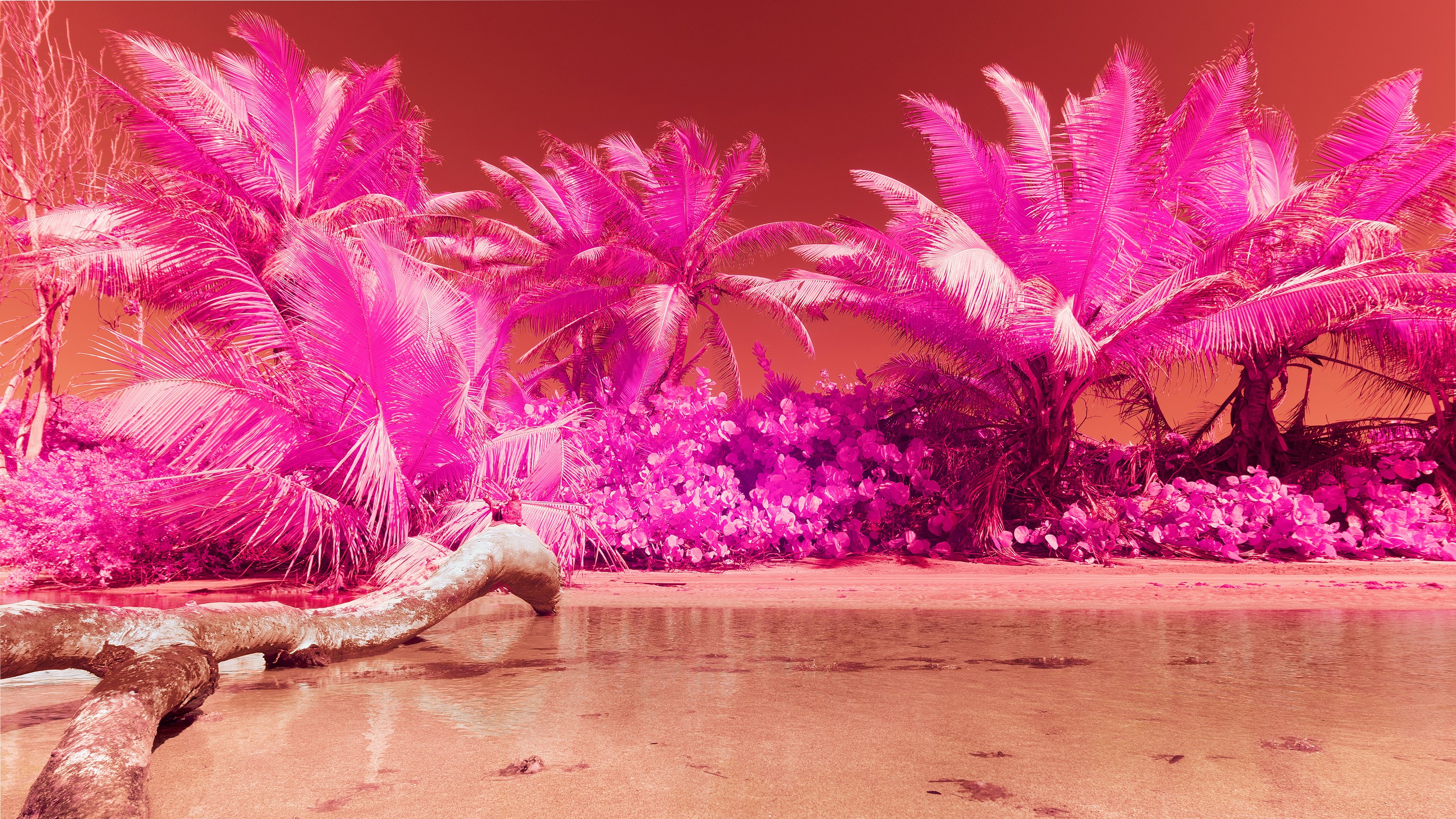 a close up of a flower