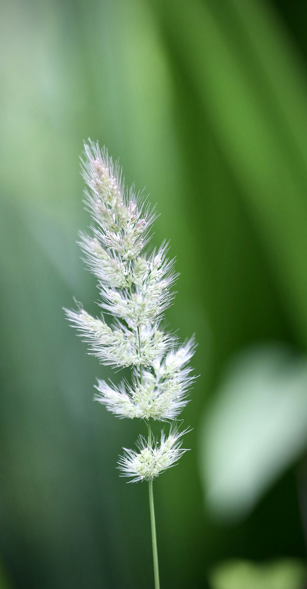 a close up of a plant with a blurry background