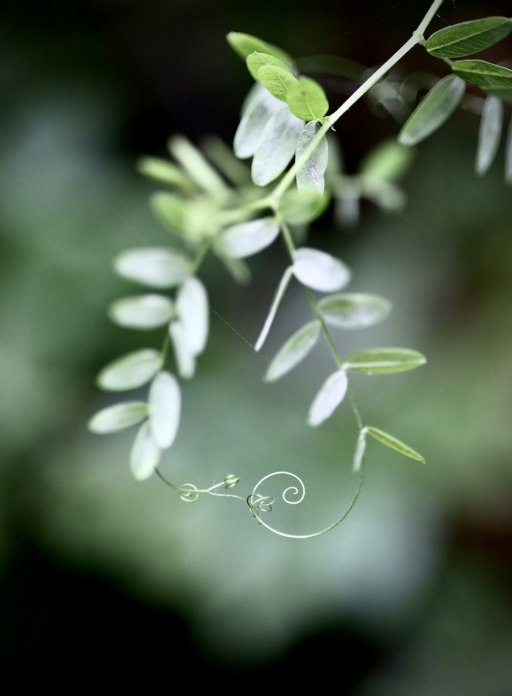 a close up of a branch with leaves