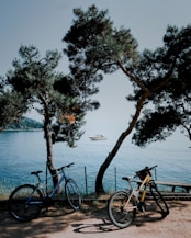 a couple of bikes parked next to a tree