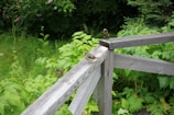 A serene scene of finches in a lush aviary.