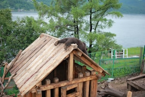 A bear is lounging lazily on the sloped wooden roof of a rustic shelter made from logs. The background features lush green trees and a lake, partially visible, adding to the scenic outdoor setting. The area is fenced with a green metal barrier.