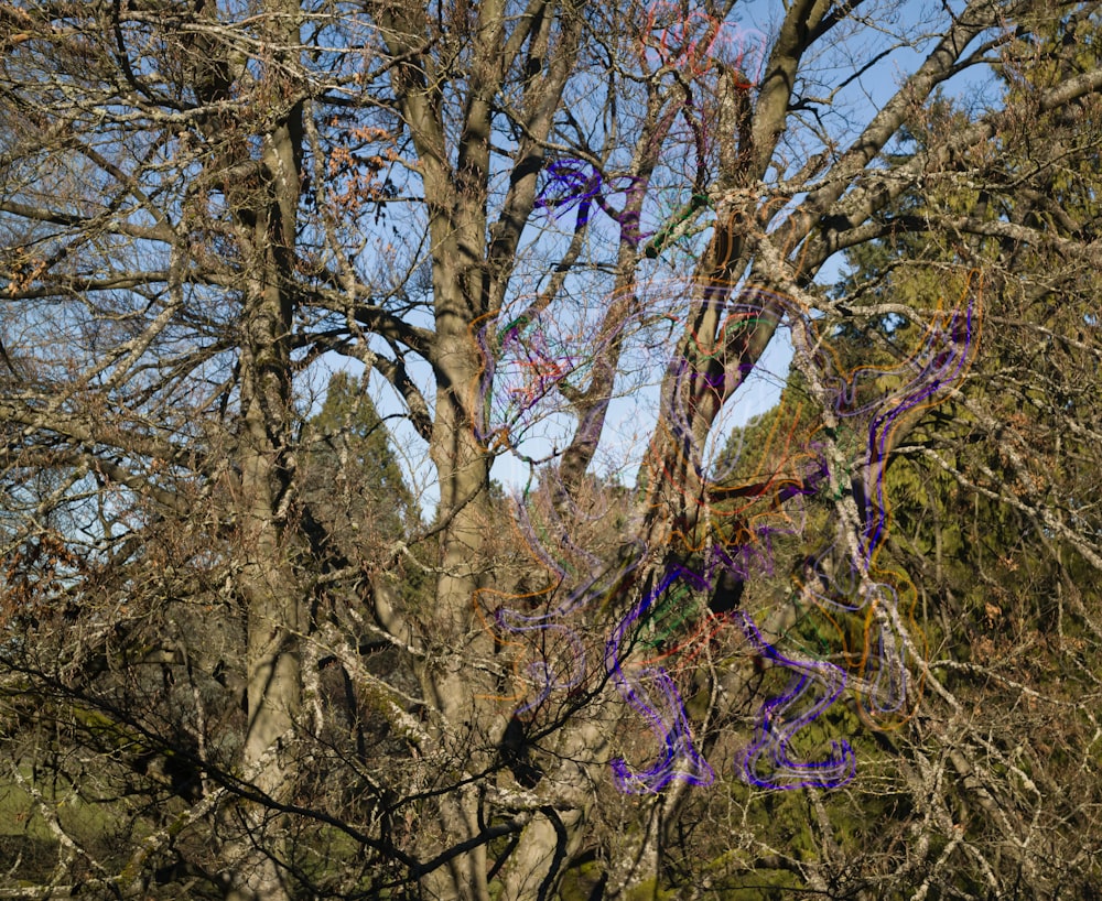 a purple streamer hanging from a tree in a park