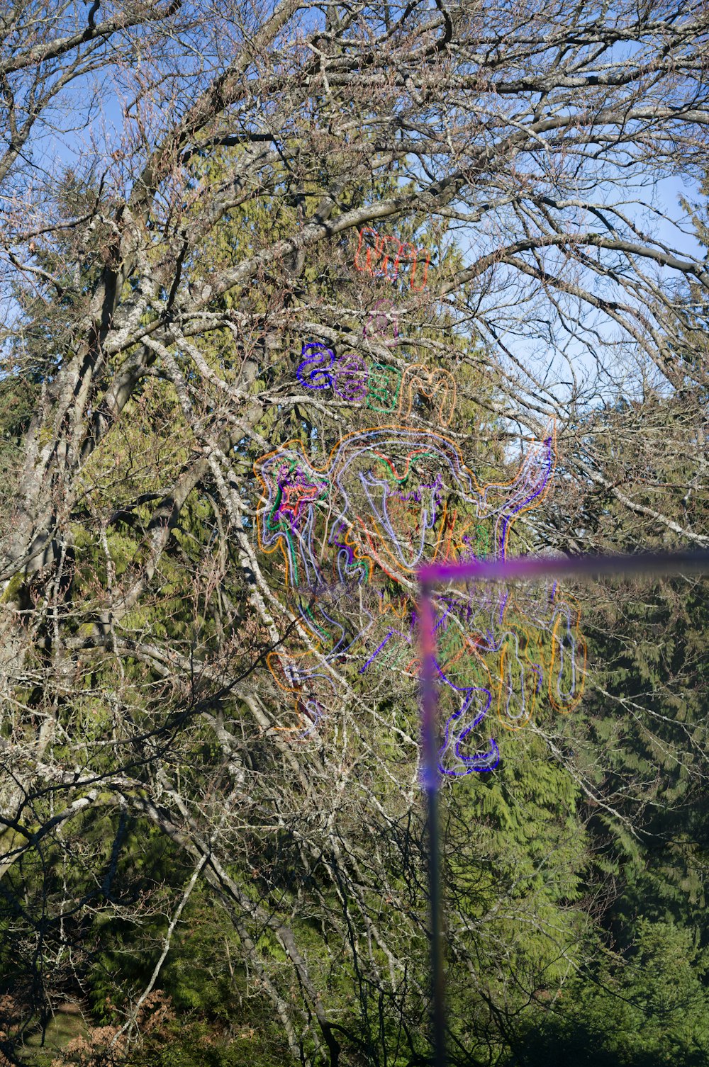 a kite flying through a tree filled forest