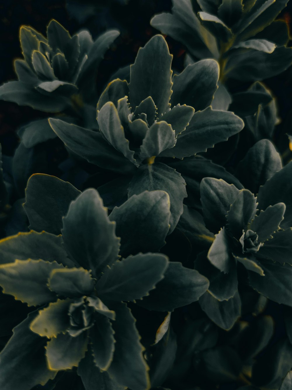 a close up of a plant with green leaves